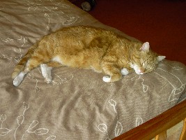 Moses auf dem alten Bett!